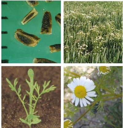 Scentless mayweed at four growth stages
